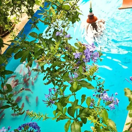 Casa Jazmin 3* Orgiva